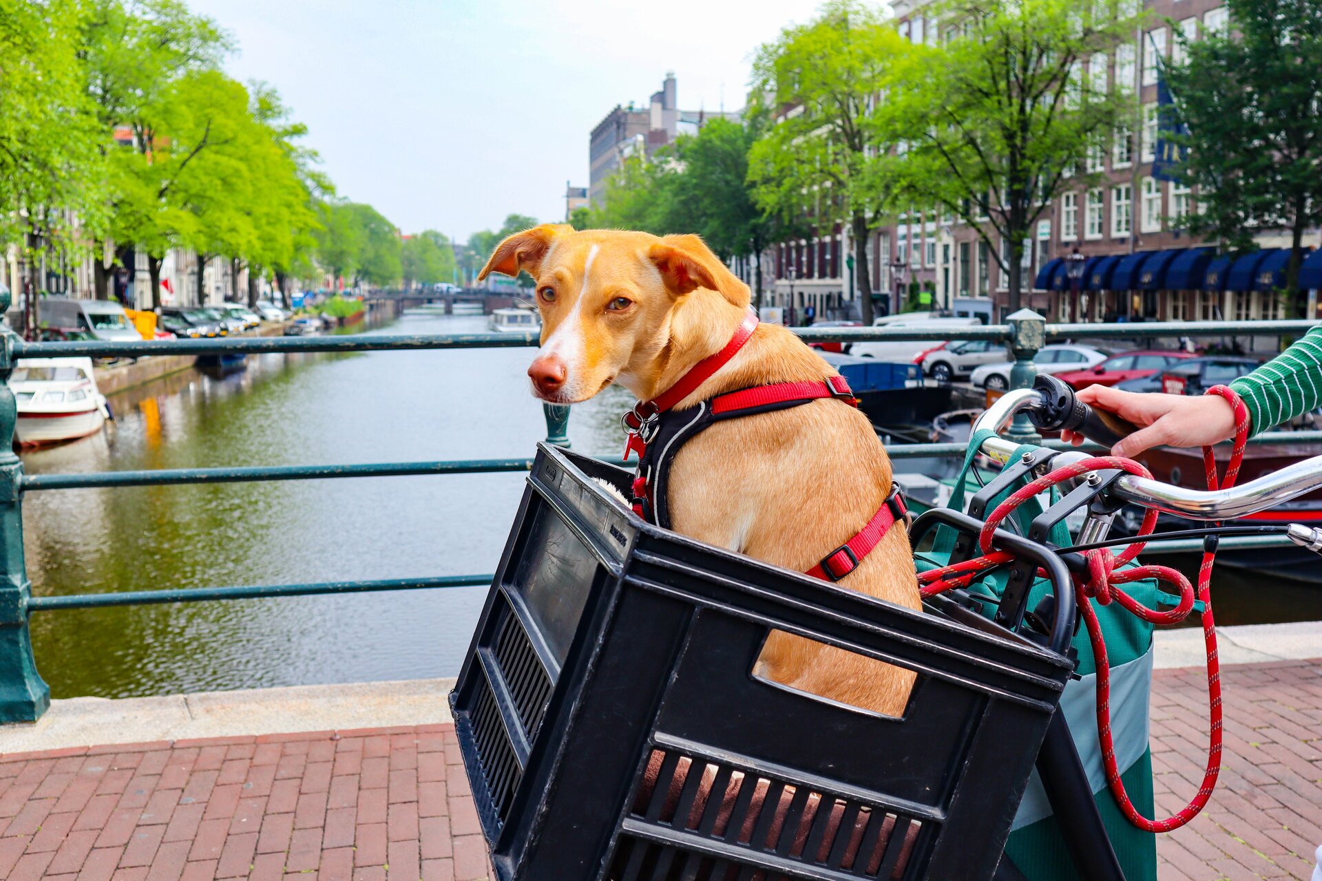 Tutores com seus cães em momento de cumplicidade — viagem internacional de pets com a EuroPatinhas